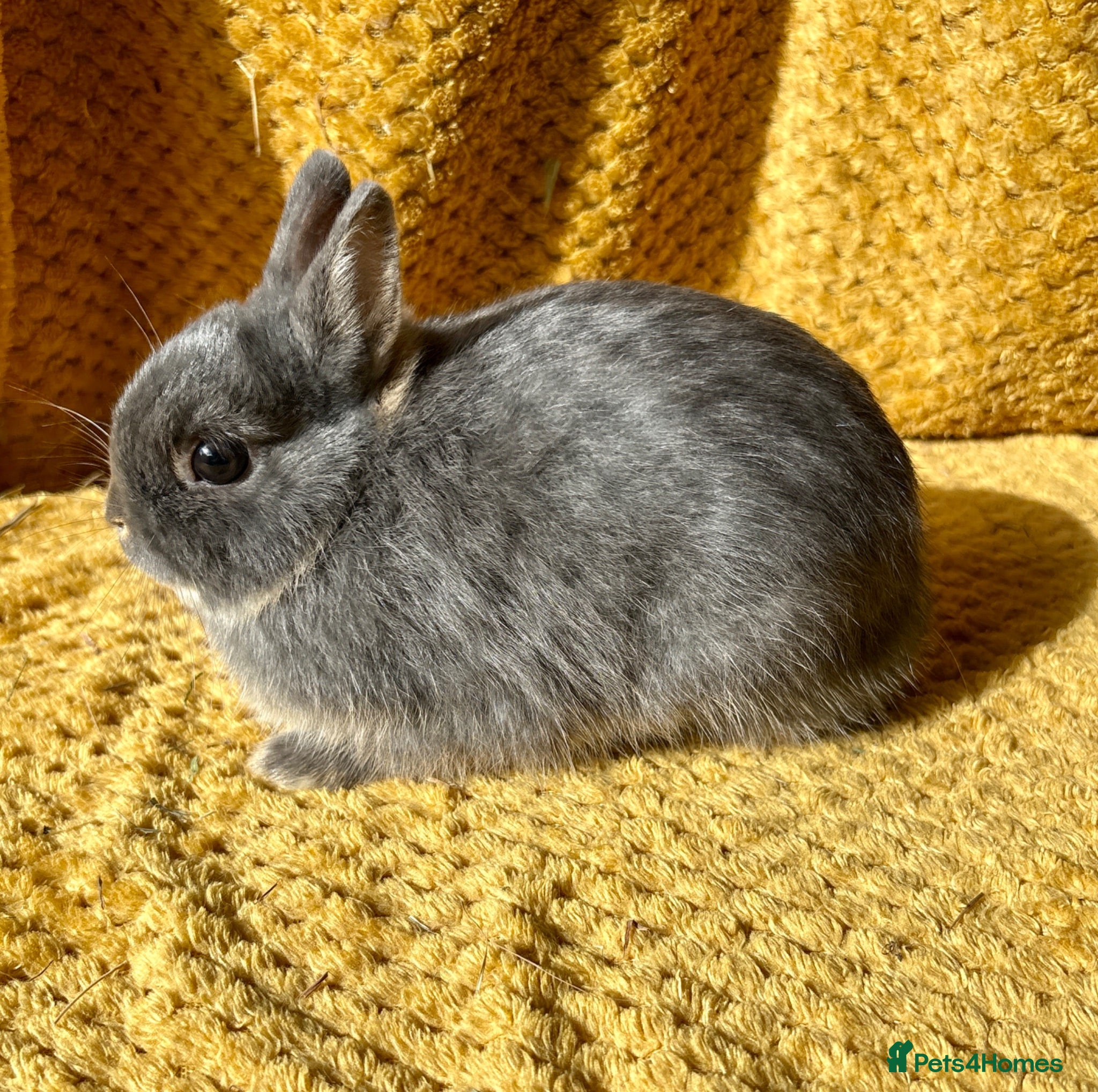 Netherland Dwarf rabbits Stunning Netherland dwarf babies  - Advert 1