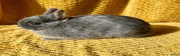 Netherland Dwarf rabbits for sale: Stunning Netherland dwarf babies  - Advert 5