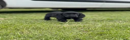 Cocker Spaniel dogs for sale: SHOW TYPE COCKER SPANEILS now ready for new home - Advert 11