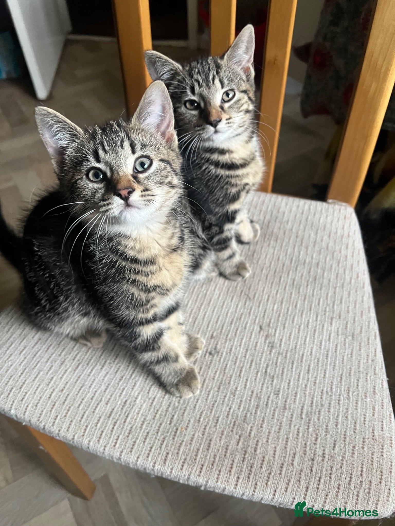 Mixed Breed cats  kittens mom two daughters  - Advert 6