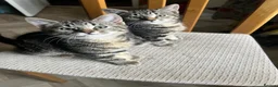 Mixed Breed cats for sale:  kittens mom two daughters  in Birmingham - Advert 1