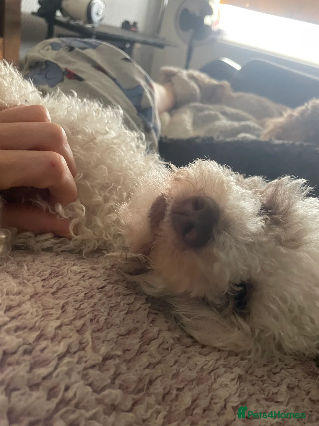 Toy Poodle dogs for stud: Stunning playful Parti Toy Poodle at Stud in Cannock - Advert 4