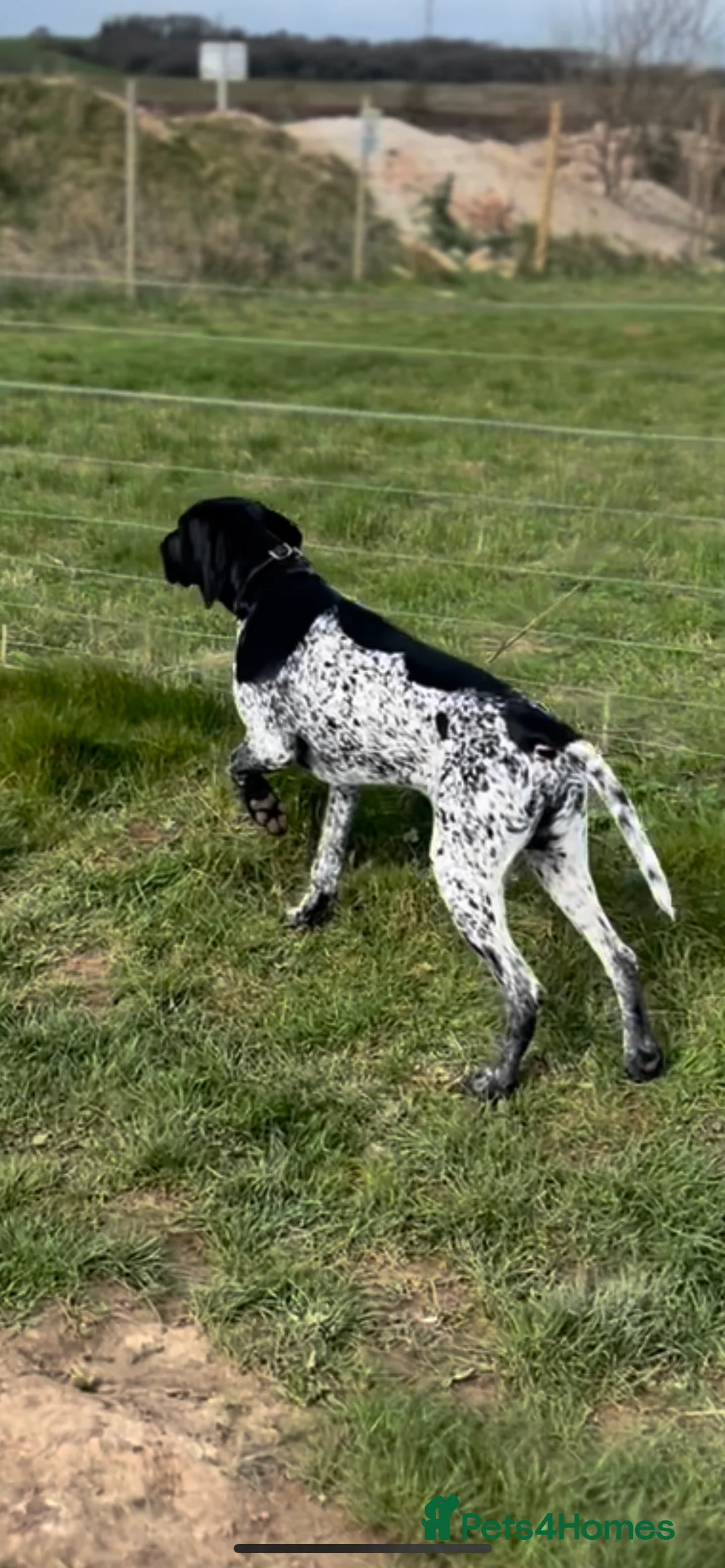 German Shorthaired Pointer dogs for stud: PROVEN German Shorthaired Pointer for stud in Retford - Advert 2