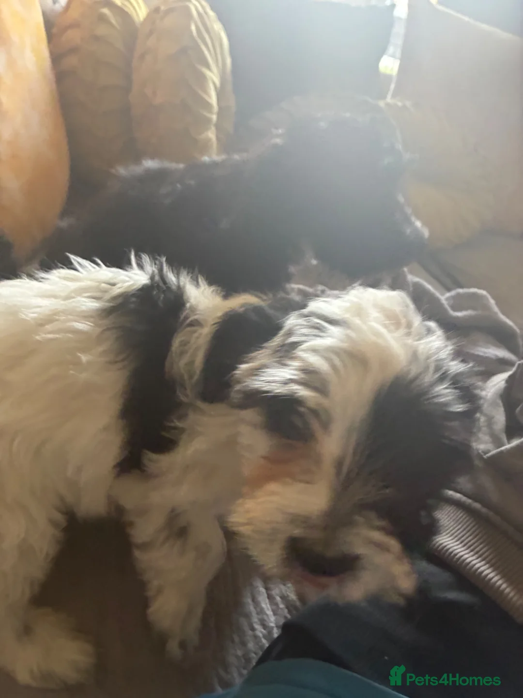 Mixed Breed dogs for sale: Dogs hair don’t fall out look like cokapoos  - Advert 13