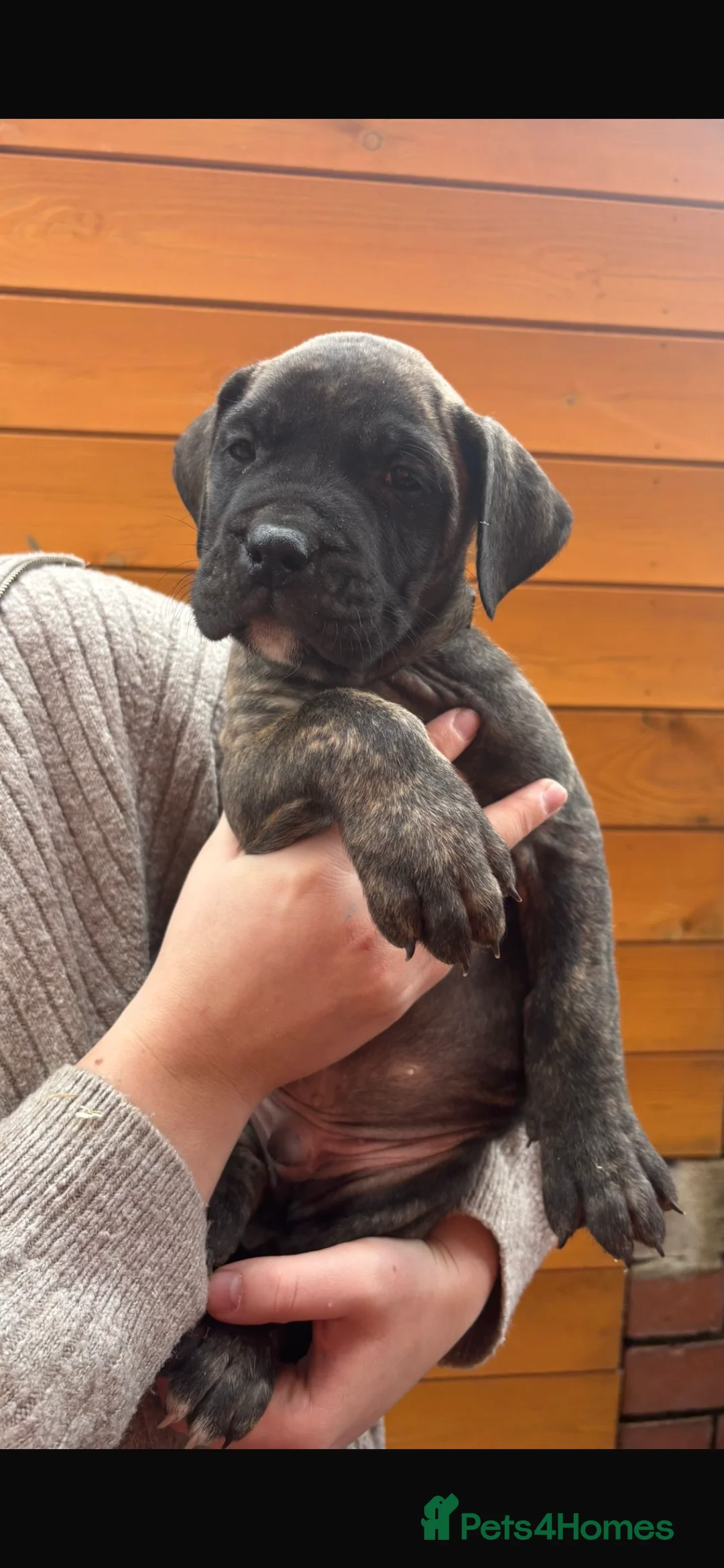 Presa Canario dogs for sale: Presa Canario puppies REDUCED  - Advert 32