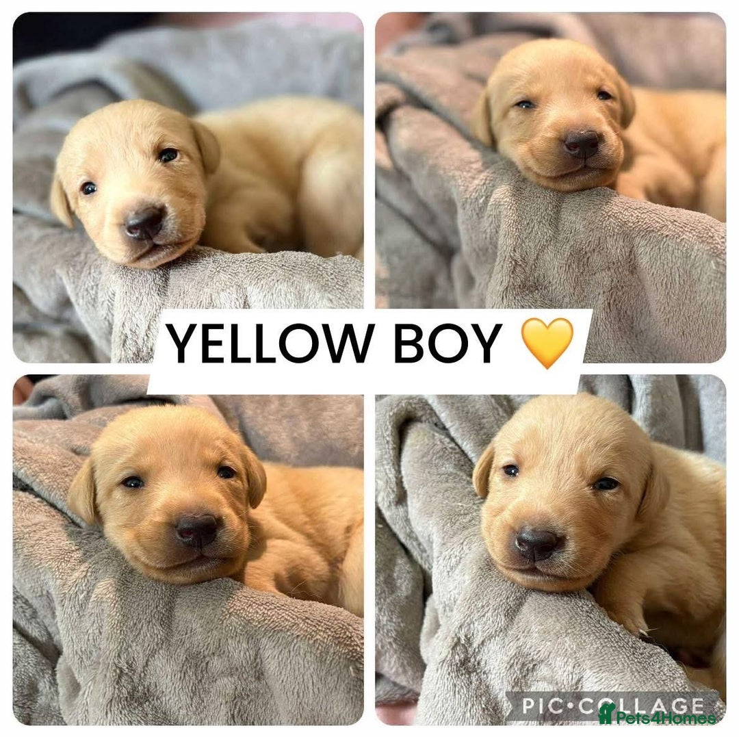 Labrador Retriever dogs for sale: Labradors for sale  - Image 3