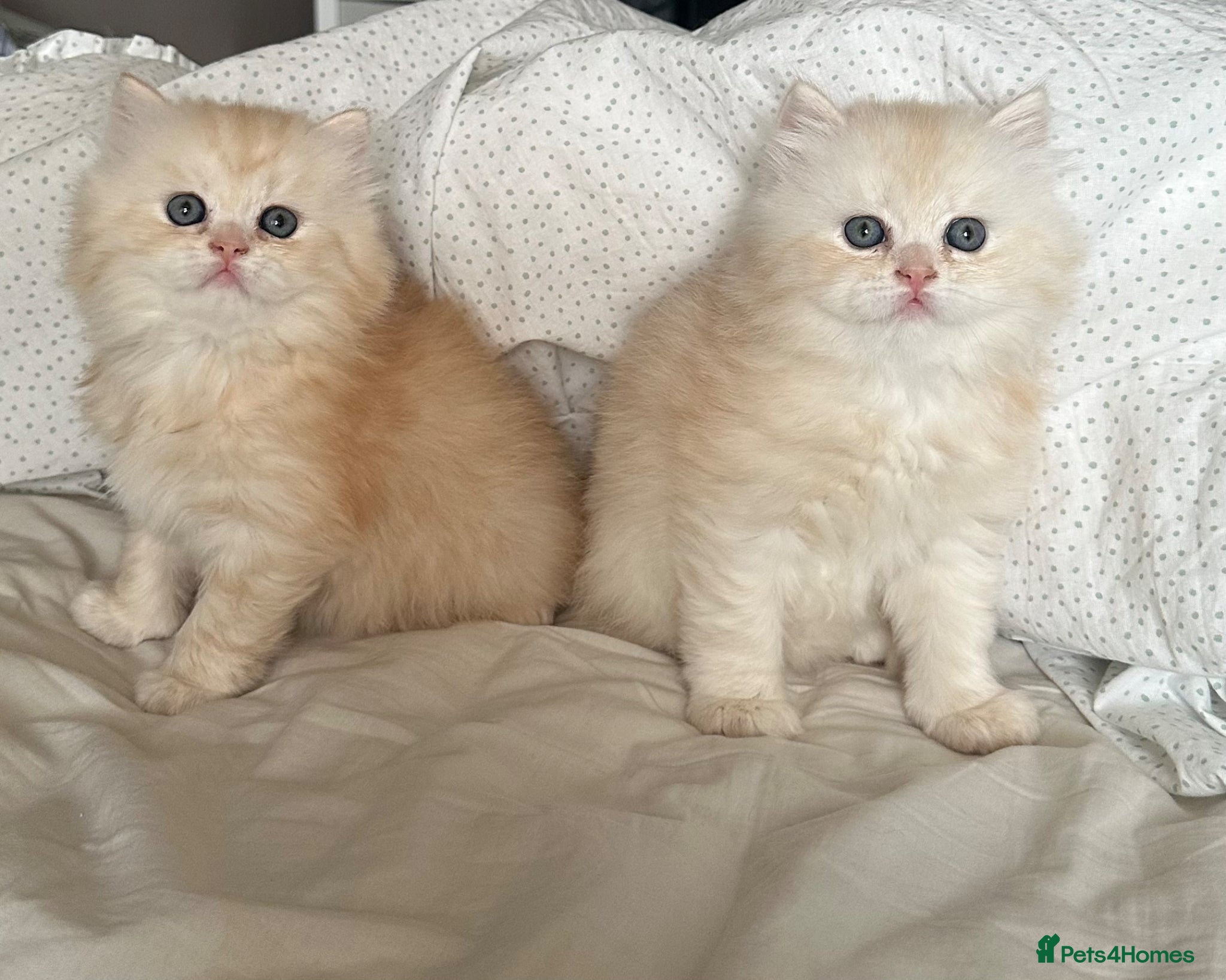 British Longhair cats Beautiful British Longhair Boys! - Advert 3