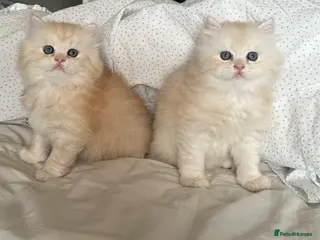 British Longhair cats Beautiful British Longhair Boys! - Advert 3