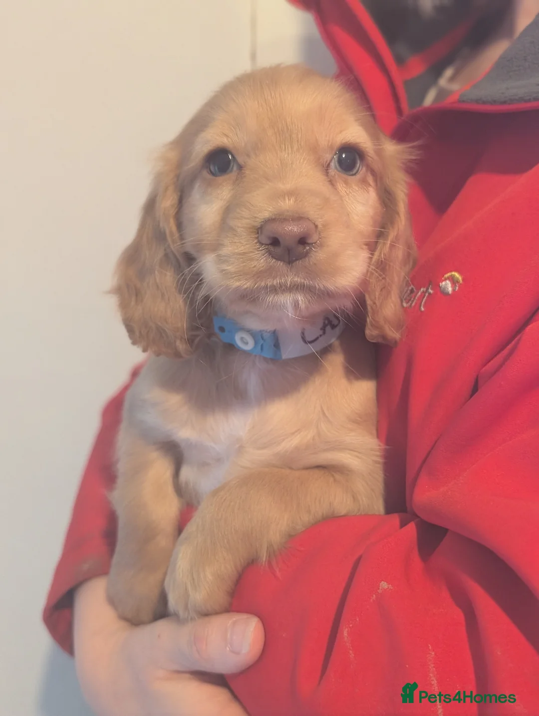 Cocker Spaniel dogs for sale: Pups from Health Tested Champion Trialling lines. - Advert 13