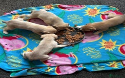 Mixed Breed dogs for sale: 4 husky cross American bulldog pups  - Image 6