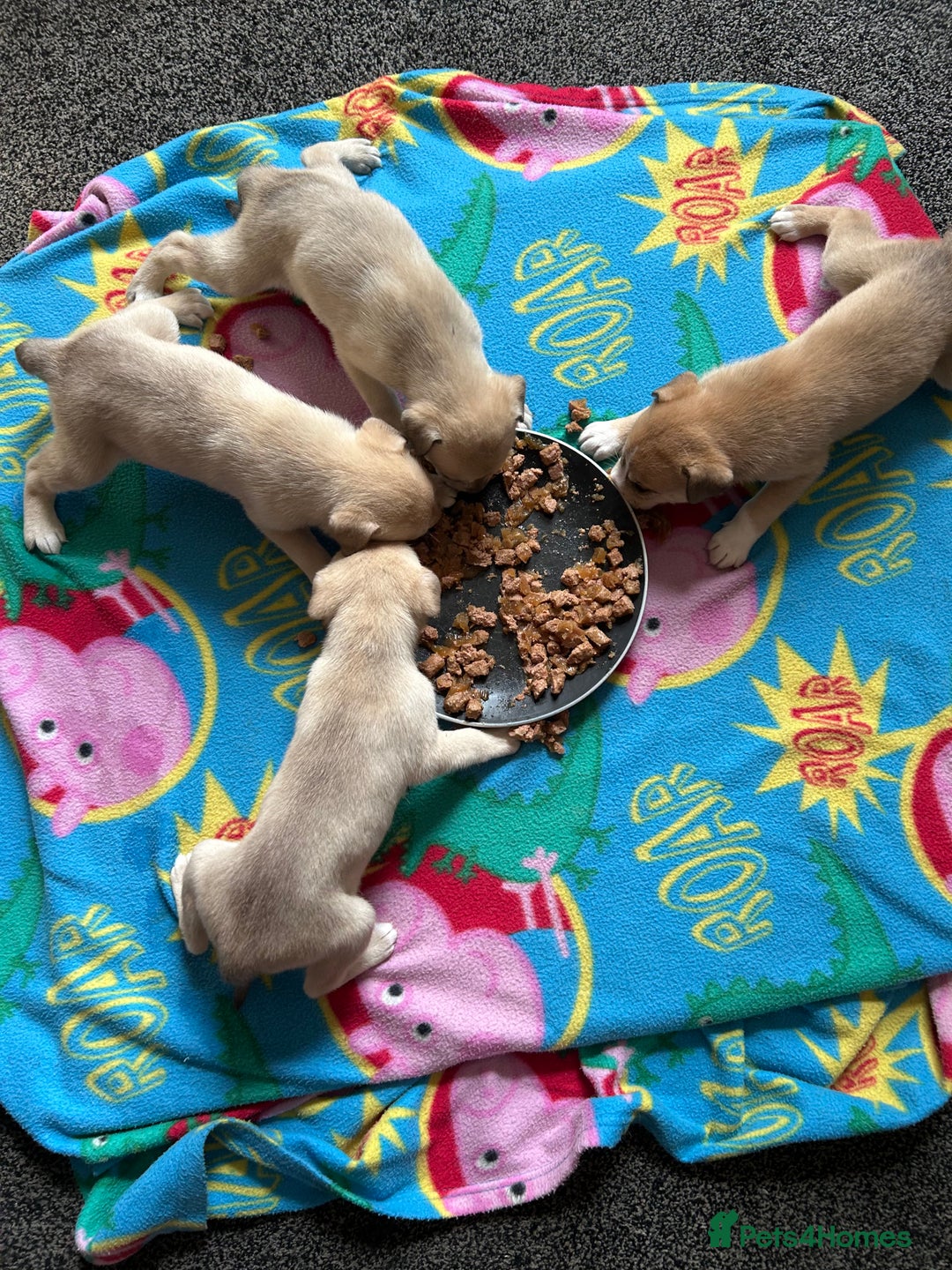 Mixed Breed dogs for sale: 4 husky cross American bulldog pups  - Image 6