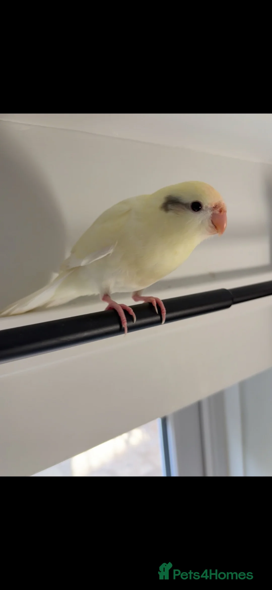 Parakeets birds for sale: Kakarikis ready for homes !!   - Advert 1