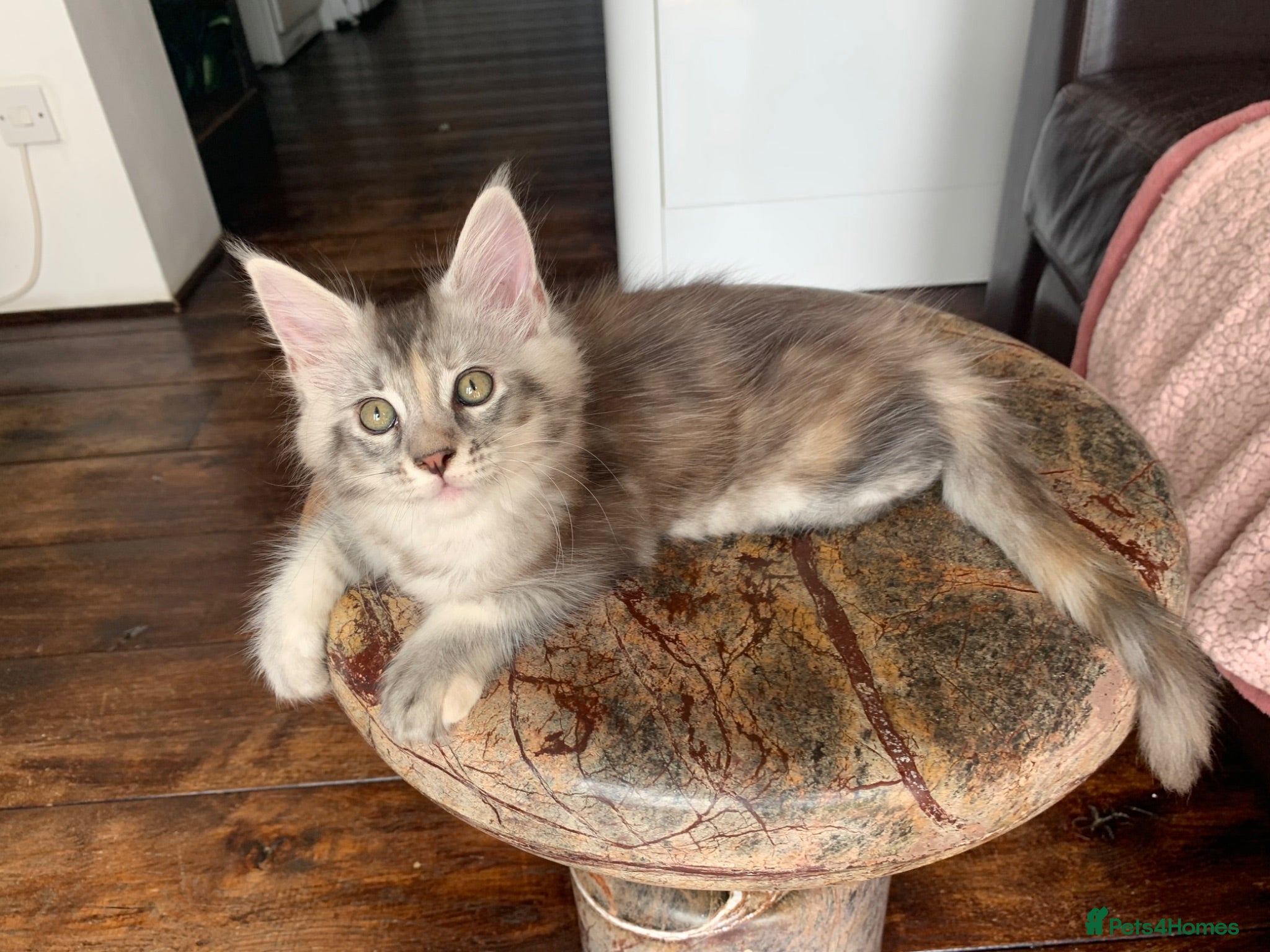 Maine Coon cats Pedigree GCCF Registered Maine Coon kittens - Advert 1
