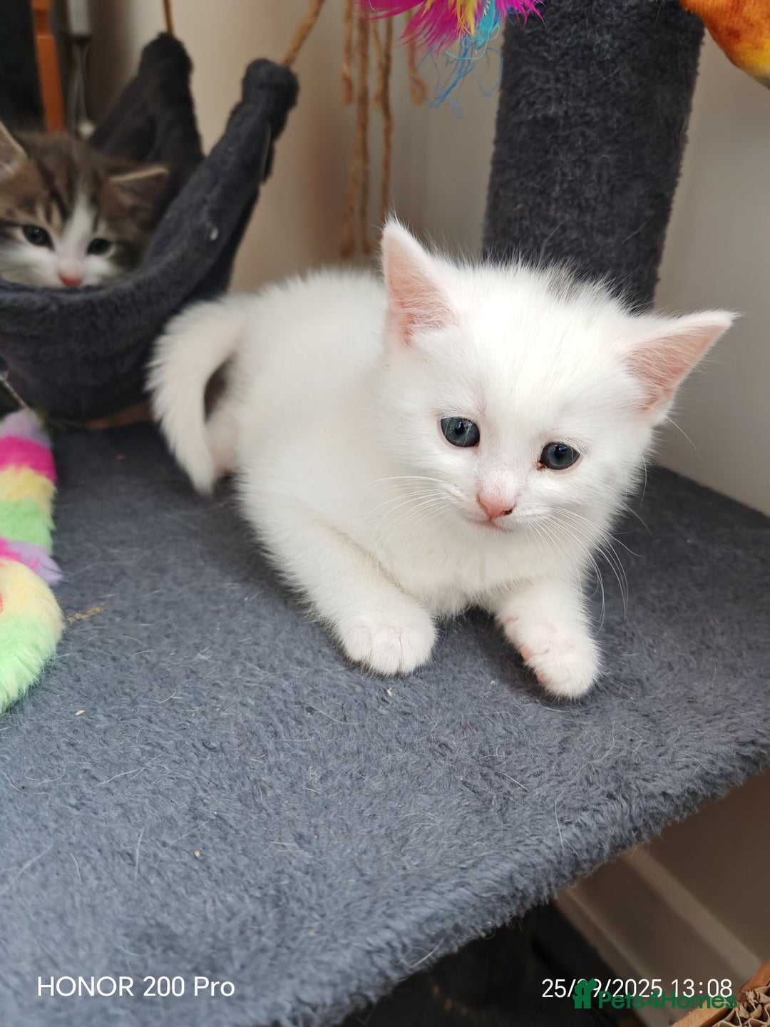 Khao Manee cats for sale: Beautiful 3 kittens  - Image 3