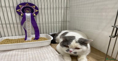 British Shorthair cats - Advert 16