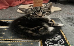 Domestic Shorthair cats for sale: Tabby and Tuxedo Kittens - Image 4