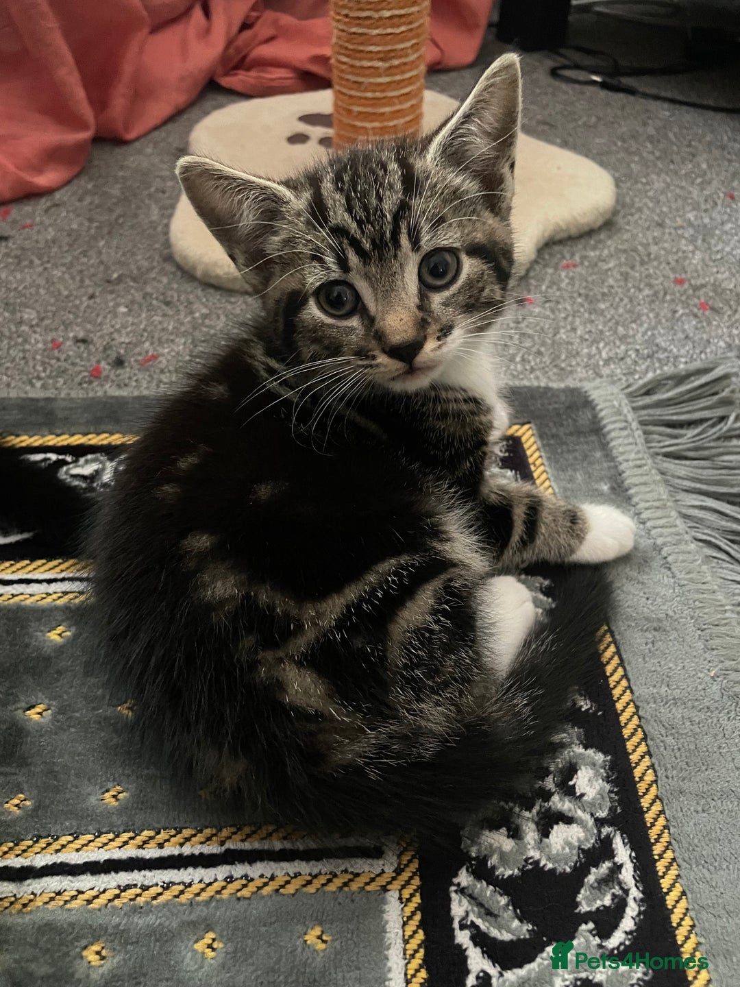 Domestic Shorthair cats for sale: Tabby and Tuxedo Kittens - Image 4