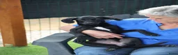 Mixed Breed dogs for adoption: Perfect Puma - Advert 2