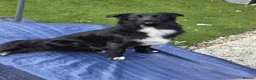 Mixed Breed dogs for sale: Border collie x German shepherd for rehoming  in Sheerness - Advert 3