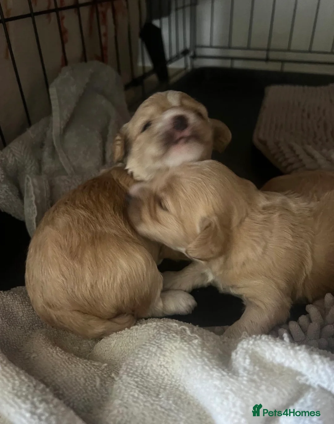 Miniature Poodle dogs for stud: 🐾 Stud miniature poodle, East Sussex/Kent - Advert 15