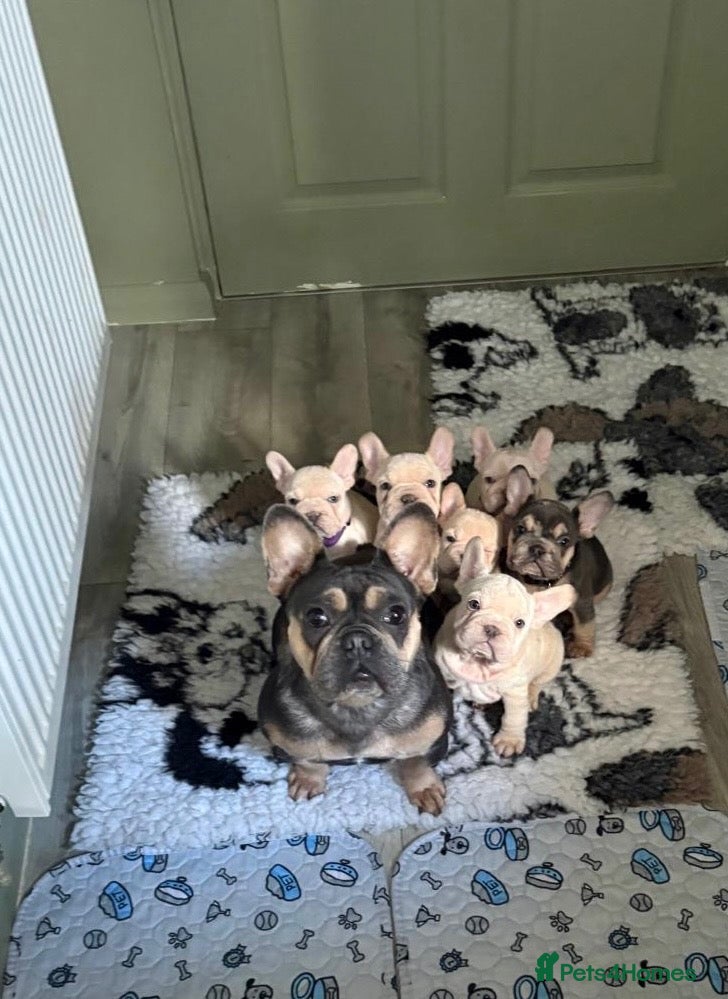 French Bulldog dogs BLUE EYED KC PLATINUM FRENCHIES  - Advert 2