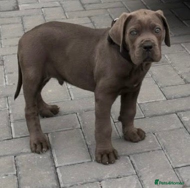Cane Corso dogs CANE CORSO CHAMPION BLOODLINE PEDIGREE PUPPIES  - Advert 2