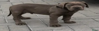 Cane Corso 1