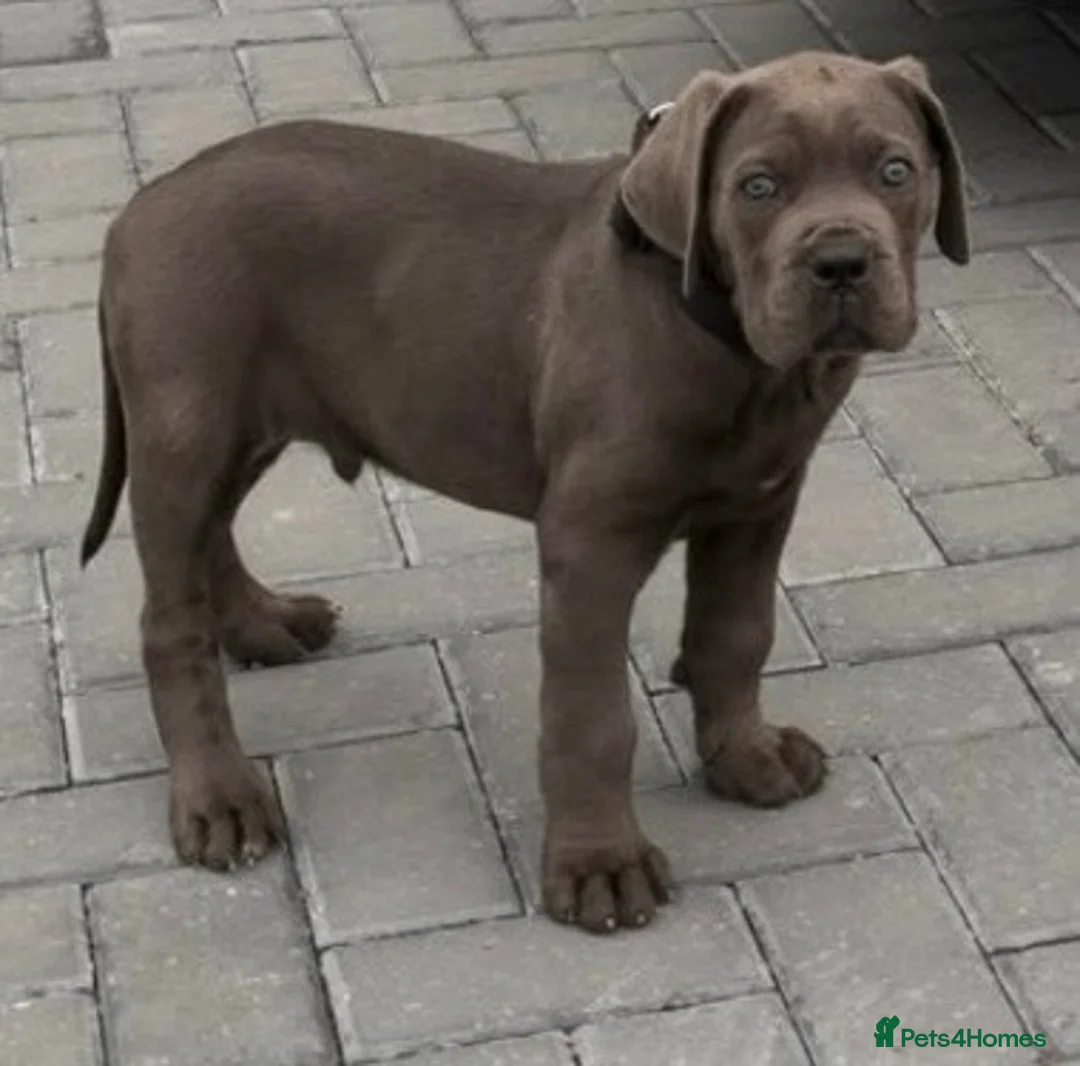 Cane Corso dogs for sale: CANE CORSO CHAMPION BLOODLINE PEDIGREE PUPPIES  - Advert 2