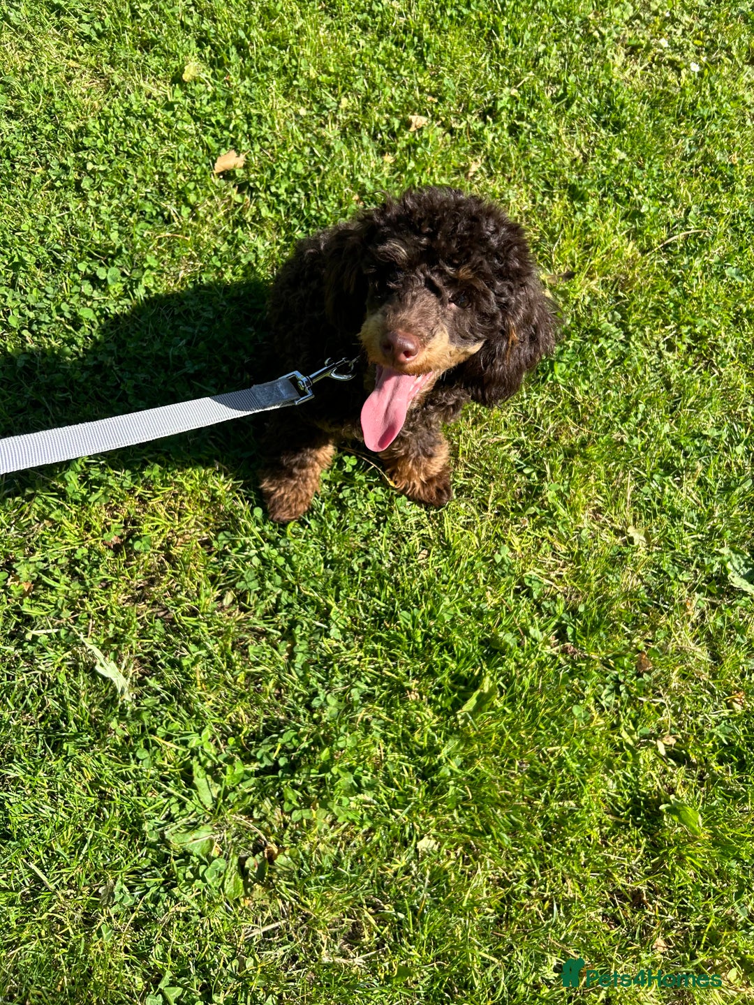 Toy Poodle dogs for stud: Kc registered chocolate phantom toy poodle in Swansea - Advert 3