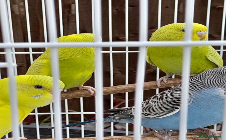 Budgerigars birds - Advert 1