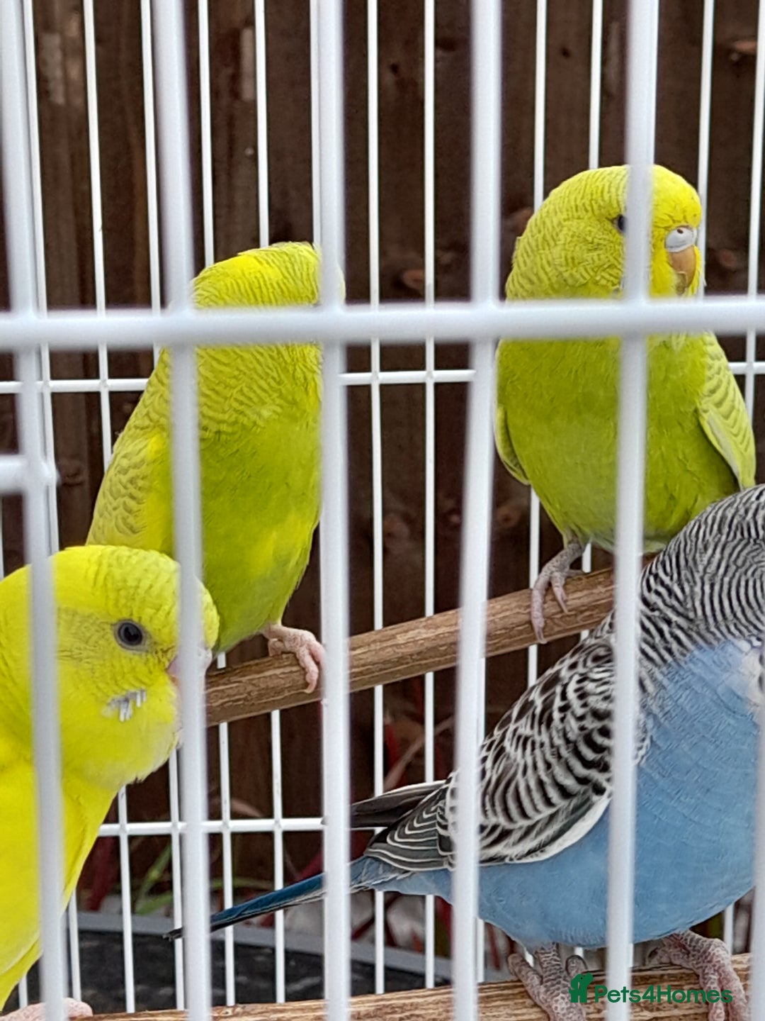 Budgerigars birds for sale: Budgies for sale - Image 1