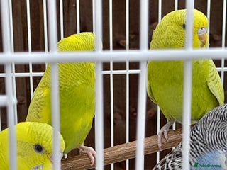 Budgerigars birds - Advert 24