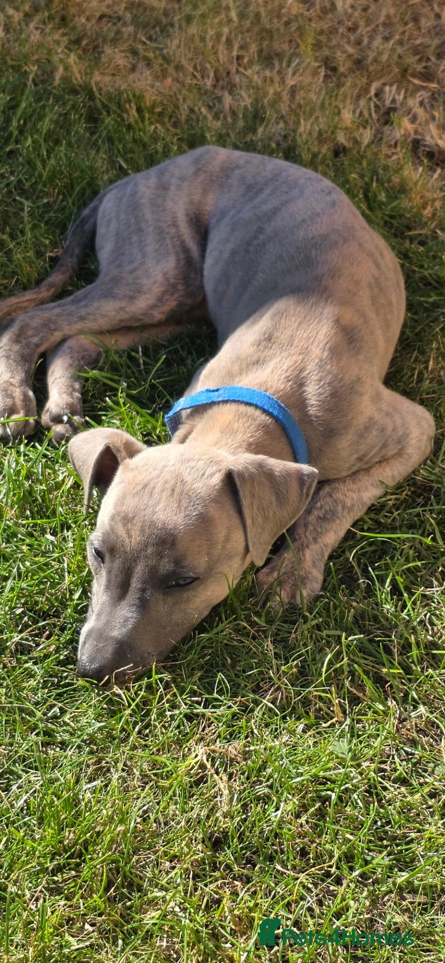 Mixed Breed dogs Whippet/italian greyhound PUPPIES (wiggies) - Advert 18