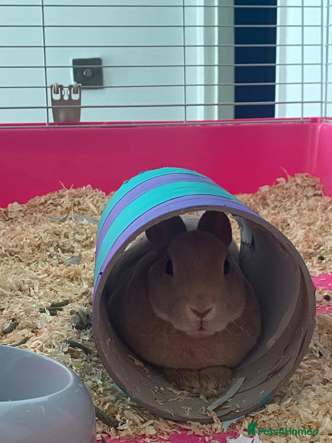 Rex rabbits for sale: Loving home wanted two bonded Mini Rex rabbits  in Rochester - Advert 6