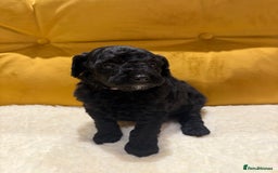 Cockapoo dogs for sale: cockapoos  - Advert 6