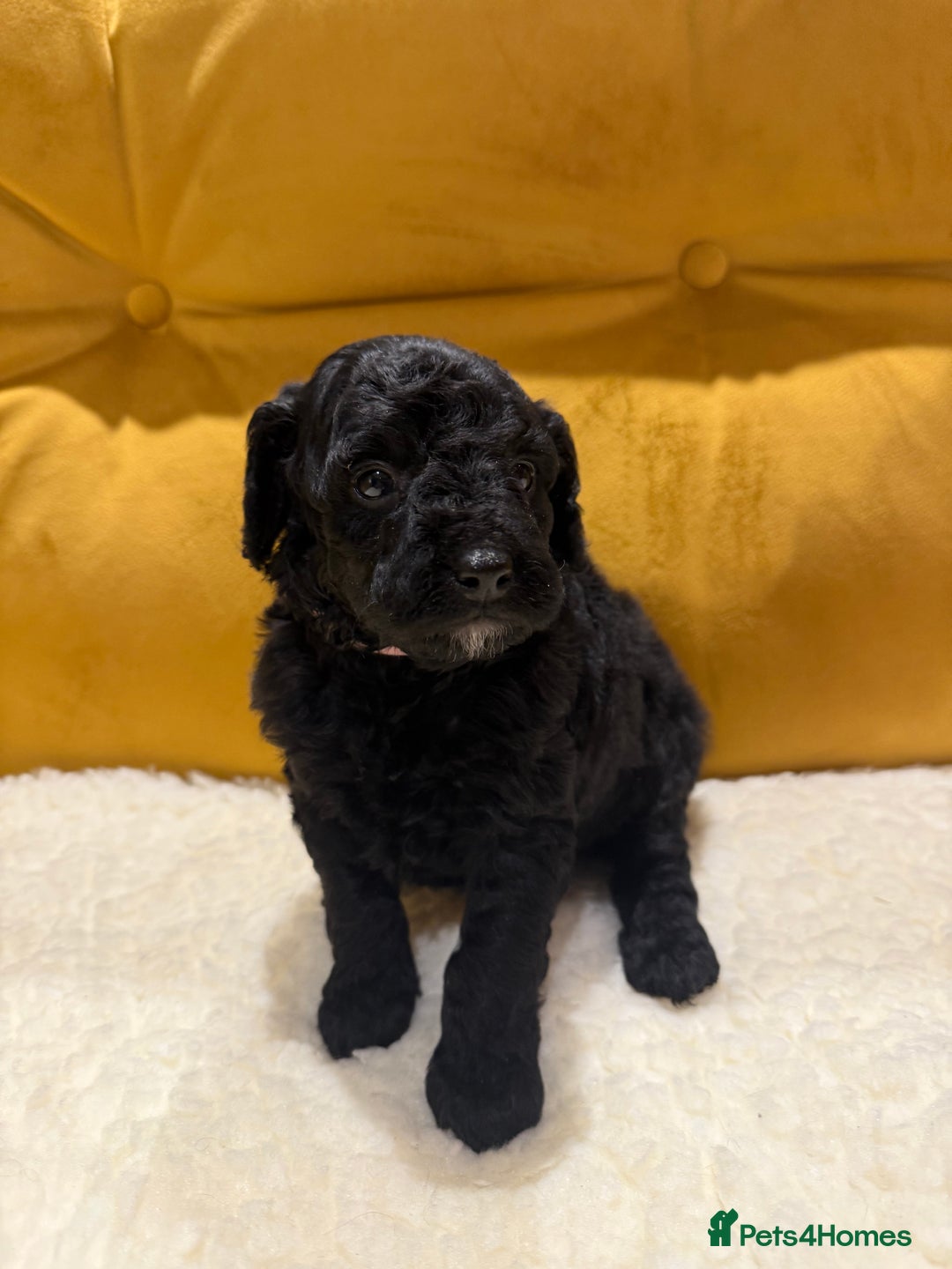 Cockapoo dogs for sale: cockapoos  - Advert 6