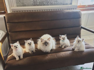 Ragdoll cats - Advert 23