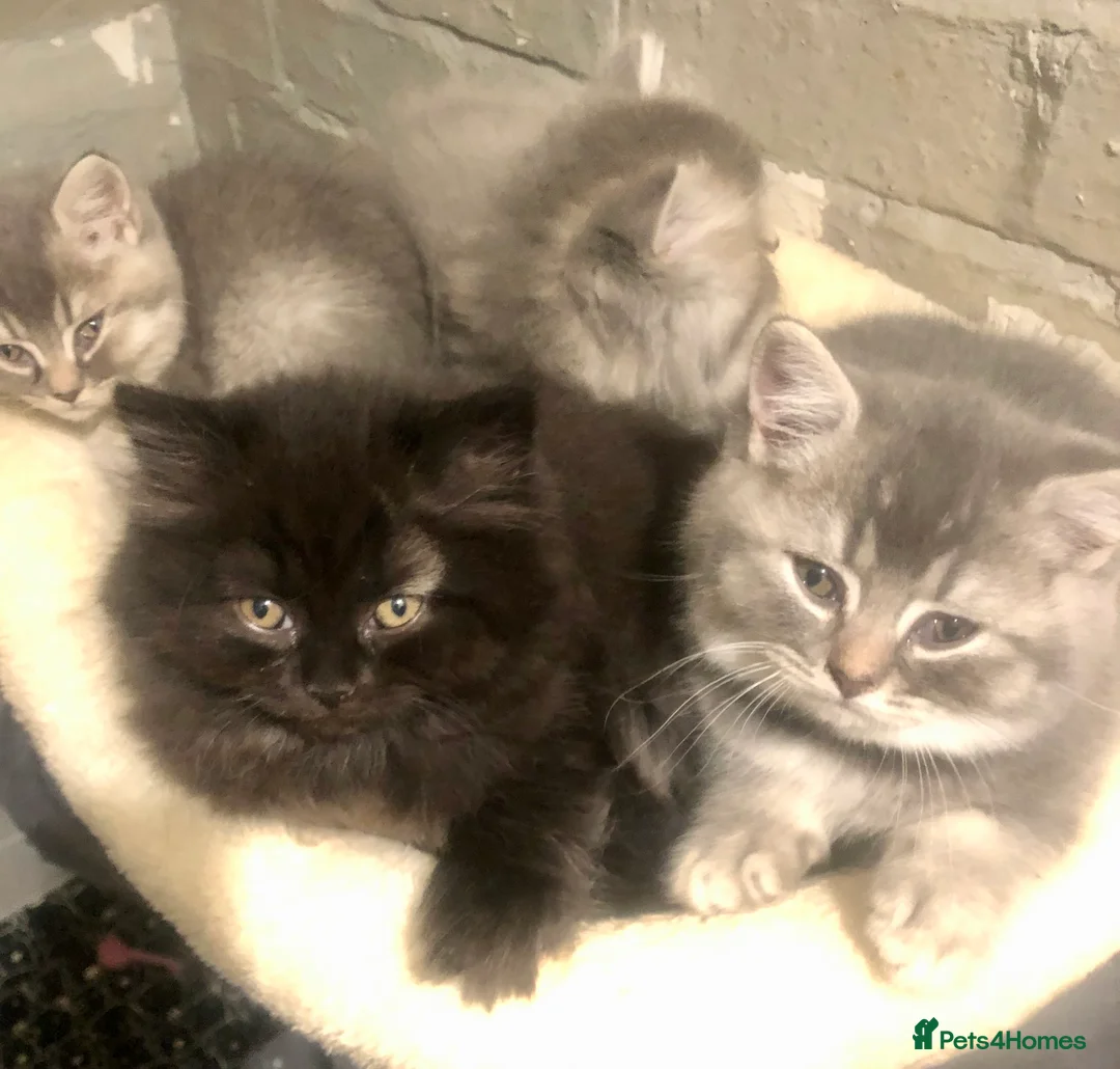 British Shorthair cats for sale: BRITISH SHORTHAIR KITTENS BOYS & GIRLS GCCF - Advert 1