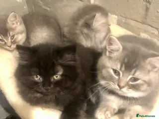 British Shorthair cats BRITISH SHORTHAIR KITTENS BOYS & GIRLS GCCF - Advert 14