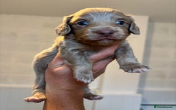 Dachshund dogs for sale: MINIATURE LONGHAIRED KC ISABELLA DACHSHUND PUPS - Image 4