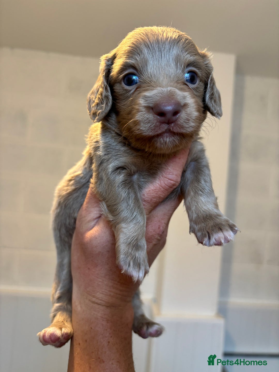Dachshund dogs for sale: MINIATURE LONGHAIRED KC ISABELLA DACHSHUND PUPS - Image 4