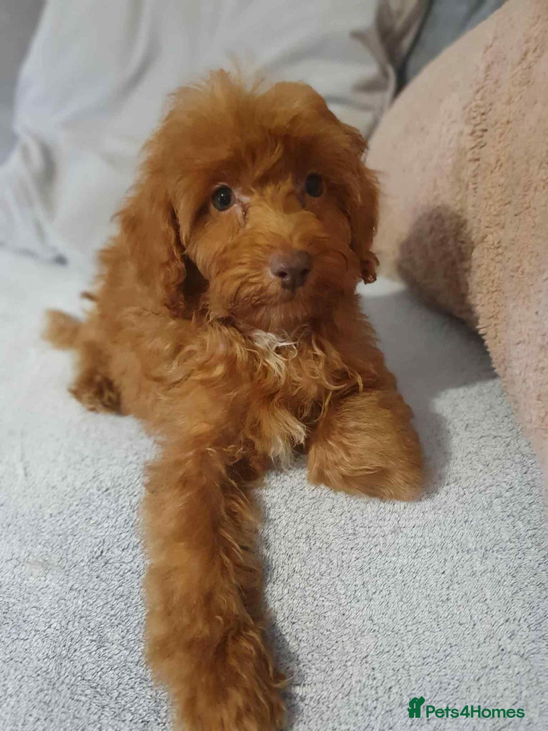 Cavapoo dogs for sale: Red cavapoo Boy and Girl  - Image 2