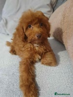 Cavapoo dogs - Advert 8