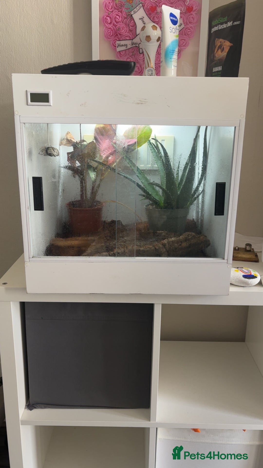 Gecko reptiles for sale: Crested gecko with setup  - Image 4
