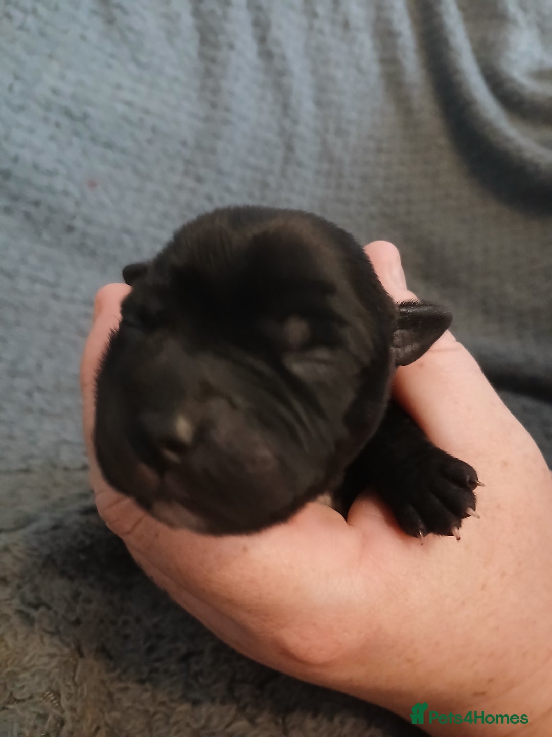 Staffordshire Bull Terrier dogs for sale: Black and blue staffing puppies  - Advert 6