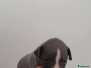 Whippet dogs - Advert 7