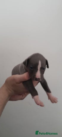 Whippet dogs - Advert 6