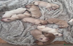 Mixed Breed dogs for sale: Beautiful litter of golden labradoodles - Image 9