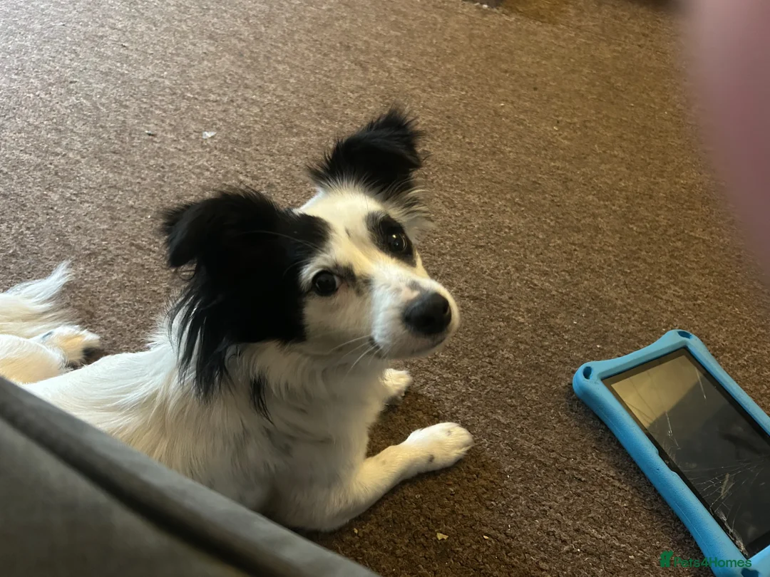 Mixed Breed dogs for sale: Papillon x jack russle  in Stoke-on-Trent - Advert 2