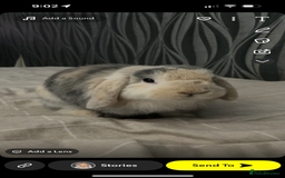 Dwarf Lop rabbits for sale: Male Harlequin Dwarf Rabbit  - Image 2